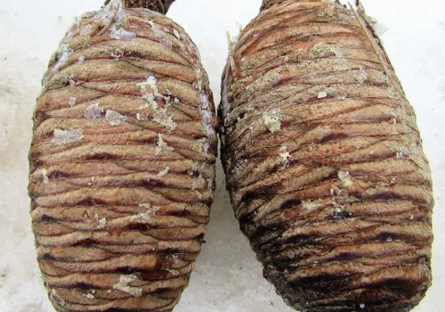 Cedrus libani