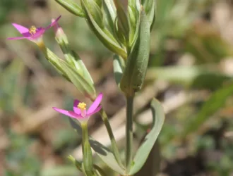 Centaurium erythraea subsp. rumelicum