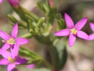 Centaurium erythraea subsp. rumelicum