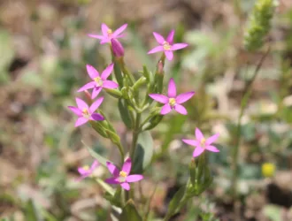 Centaurium erythraea subsp. rumelicum