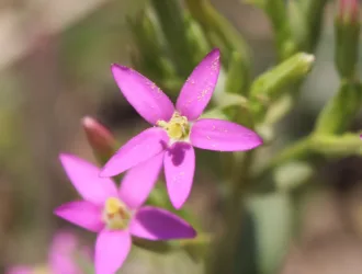 Centaurium erythraea subsp. rumelicum