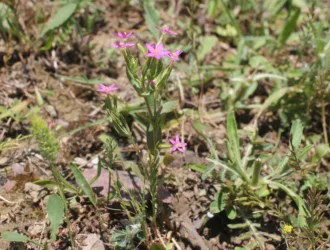 Centaurium erythraea subsp. rumelicum