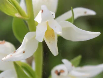 Cephalanthera epipactoides