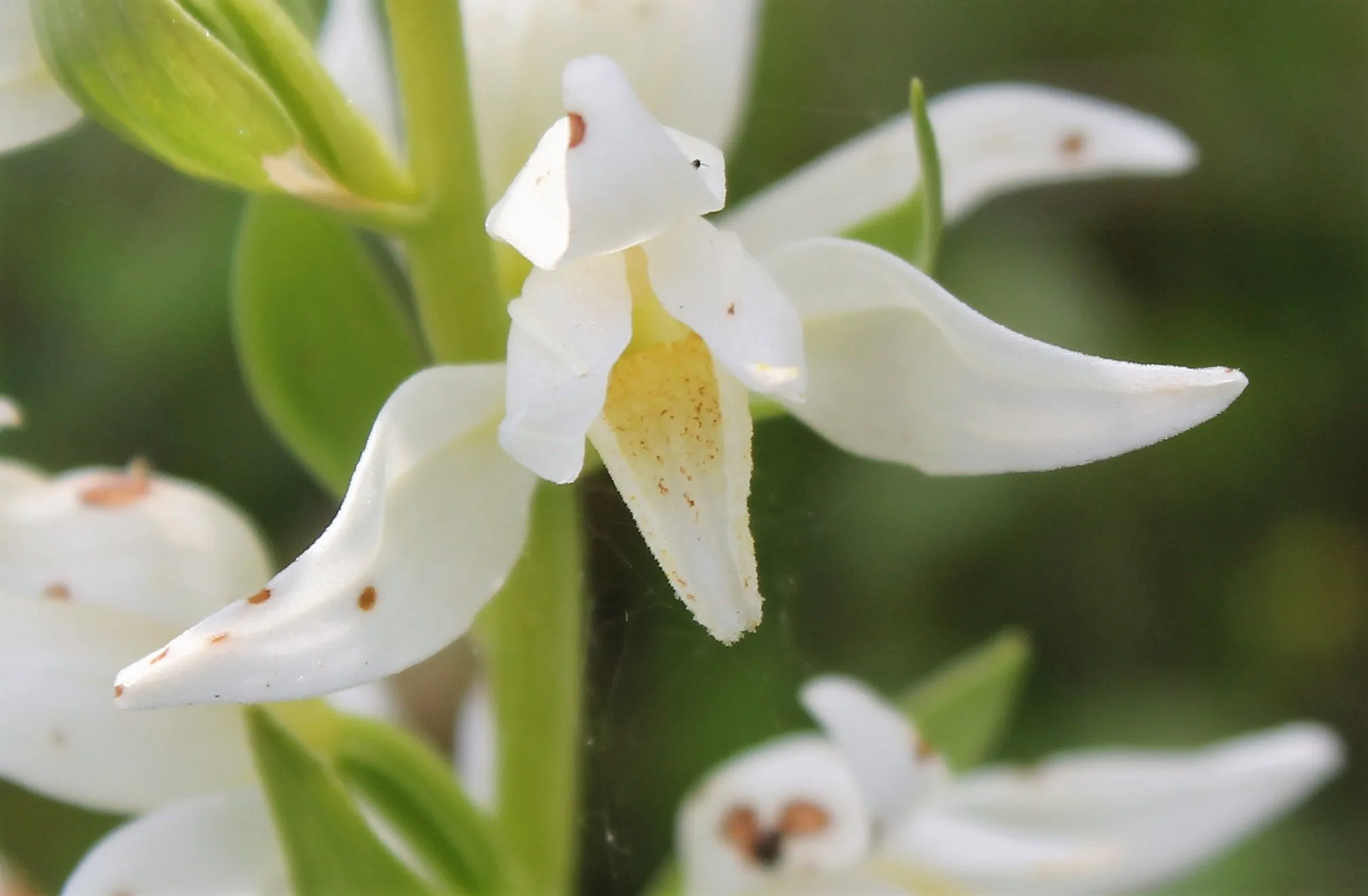 Cephalanthera epipactoides