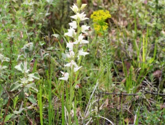 Cephalanthera epipactoides