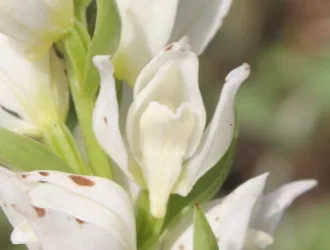 Cephalanthera epipactoides