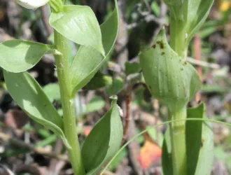 Cephalanthera epipactoides