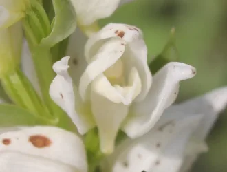 Cephalanthera epipactoides