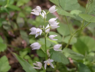 Cephalanthera longifolia