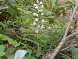 Cephalanthera longifolia