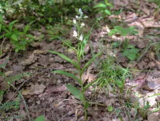 Cephalanthera longifolia