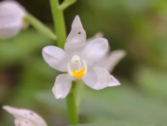 Cephalanthera longifolia