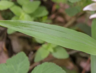 Cephalanthera longifolia