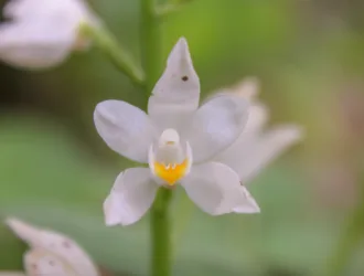 Cephalanthera longifolia