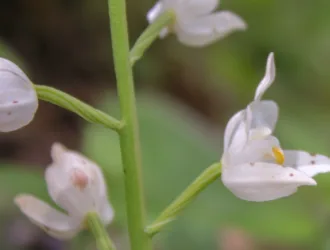 Cephalanthera longifolia