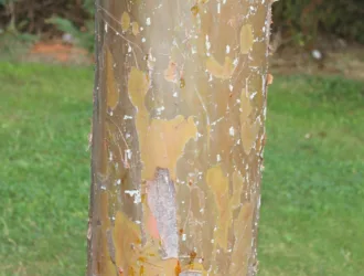 Hesperocyparis glabra