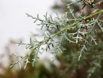 Hesperocyparis glabra