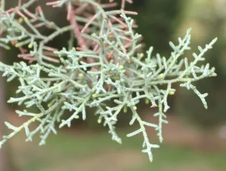 Hesperocyparis glabra