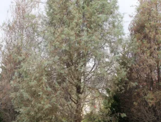 Hesperocyparis glabra
