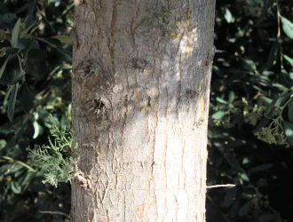 Cupressus sempervirens