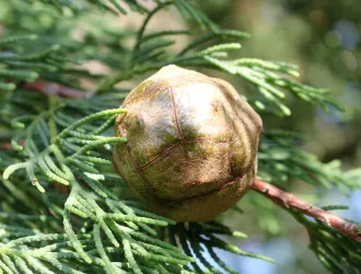 Cupressus sempervirens