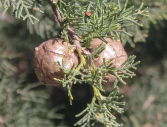 Cupressus sempervirens
