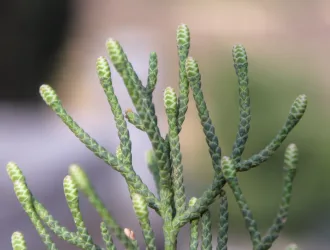 Cupressus sempervirens