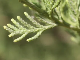 Cupressus sempervirens