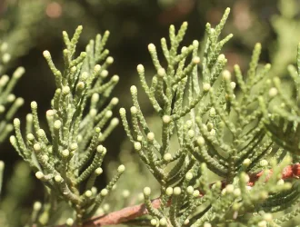 Cupressus sempervirens