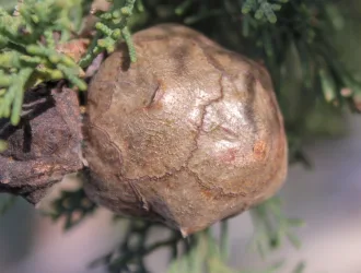 Cupressus sempervirens