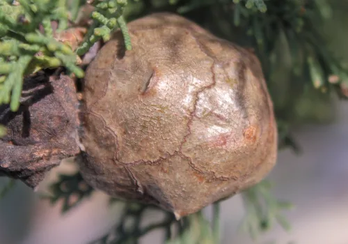 Cupressus sempervirens