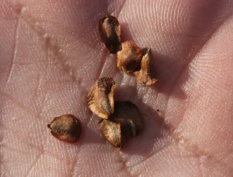 Cupressus sempervirens