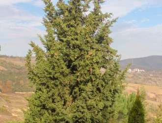Cupressus sempervirens