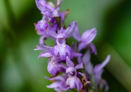 Dactylorhiza saccifera