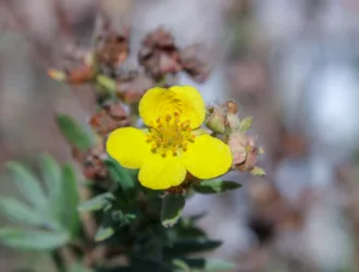 Dasiphora fruticosa