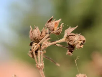 Dasiphora fruticosa