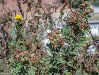 Dasiphora fruticosa