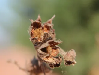 Dasiphora fruticosa