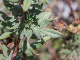 Dasiphora fruticosa