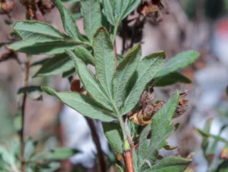 Dasiphora fruticosa