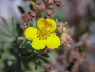 Dasiphora fruticosa