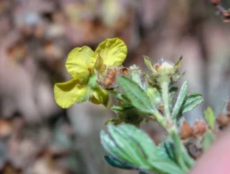 Dasiphora fruticosa