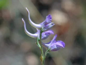Delphinium venulosum