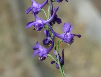 Delphinium venulosum