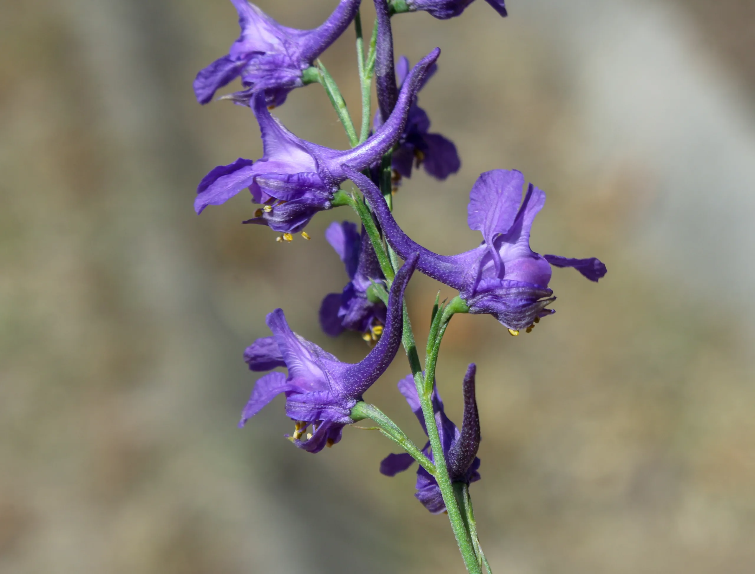 Delphinium venulosum
