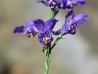 Delphinium venulosum