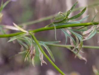 Delphinium venulosum