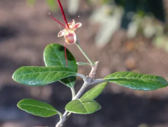 Feijoa sellowiana
