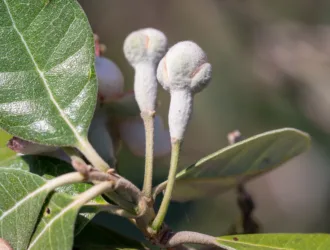 Feijoa sellowiana