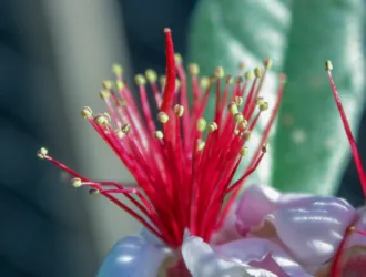 Feijoa sellowiana